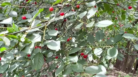 Cherries on the tree Stock Footage 202147187