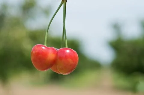 Cherries on Tree Stock Photos
