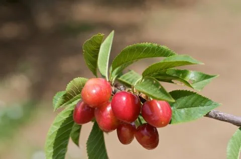 Cherries on Tree Stock Photos