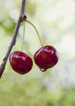 Cherries on a tree Stock Photos