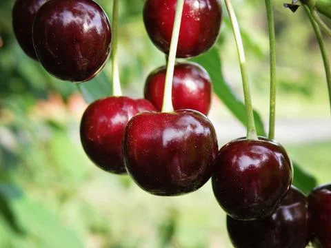 Cherries on tree Stock Photos