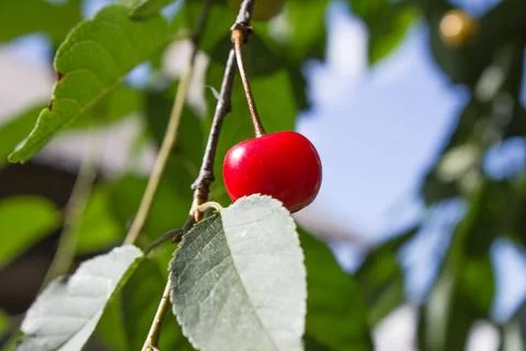 Cherries on a tree Stock Photos