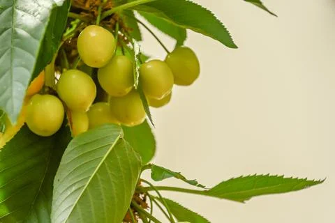 Cherries on a tree Stock Photos