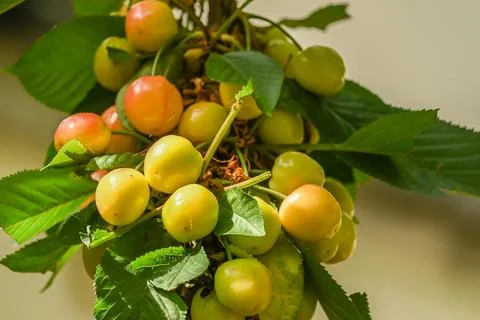 Cherries on a tree Stock Photos