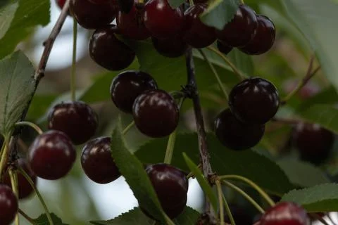 Cherries in the tree Stock Photos