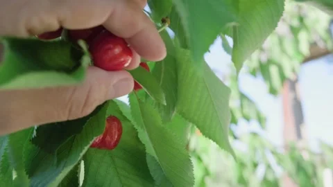 Cherries tree pick hand cu early Stock Footage 338323531