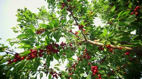 Cherries on a tree ready to harvest. Picking cherries. Fruit tree in orchard.a Stock-Footage 165741635