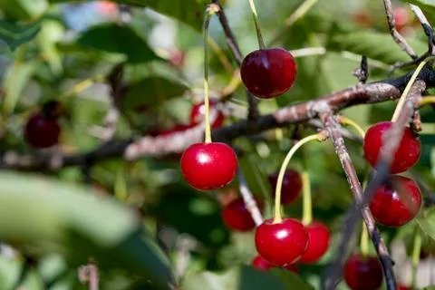 Cherries on the tree in summer Stock Photos