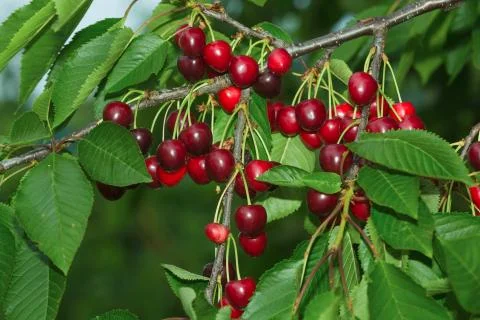 Cherries on twig Stock Photos