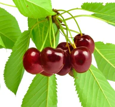 Cherries on a twig Stock Photos