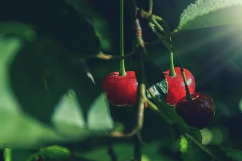 Cherries under sun rays Foto stock