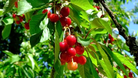 Cherries In The Wind Stock Footage 131377603