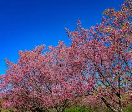 Cherrish Flower Tree Stock-Fotos