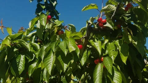 Cherry 1 Stock Footage 108002576