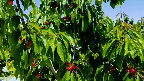 Cherry 15.05 Stock Footage 108109684