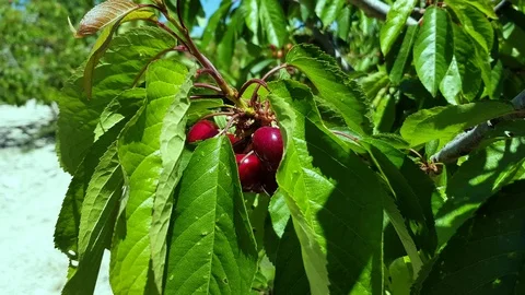 Cherry 16 Stock Footage 108254417