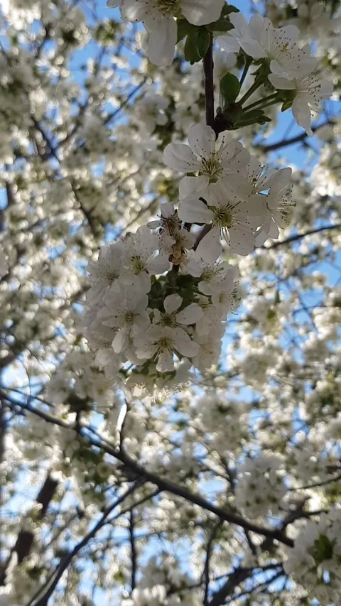Cherry 1siossom with isees in spring Stock Footage 296076004