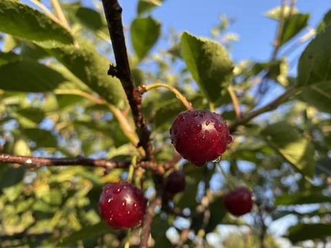 Cherry 2 Stock Photos