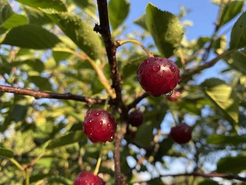 Cherry 3 Stock Photos