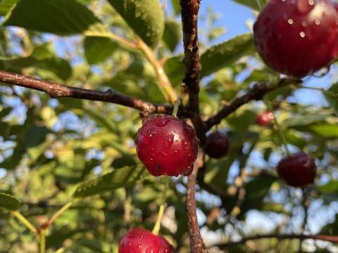 Cherry 4 Stock Photos