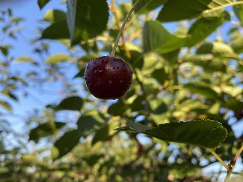 Cherry 5 Stock Photos