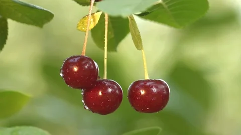 Cherry and the ant. Close-up. Vidéo 70192726