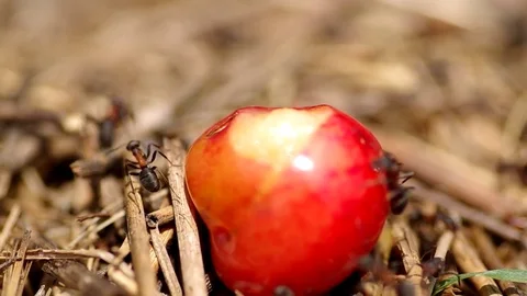 Cherry and ants in the anthill Stock Footage 72350979