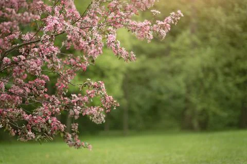 Cherry and apple blossoms in spring garden Stock Photos