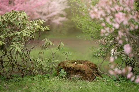 Cherry and apple blossoms in spring garden Stock Photos