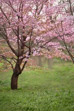 Cherry and apple blossoms in spring garden Stock Photos