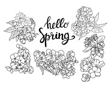 Cherry and apple tree blossom and branch collection Stock Illustration