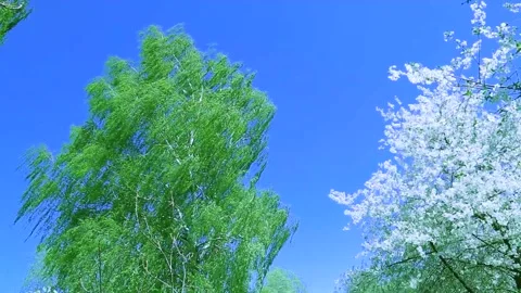 Cherry and birch in the wind. Two trees in the spring in a fresh wind. asmr Video stock 154575207