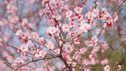 Cherry And Peach Blossoms Blooming In Spring Sunshine 4K Stock Footage 341863683