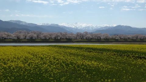 Cherry and Rape Seed Blossoms with Snowy Mountains in the Background (Panning) Stock-Footage 276620120