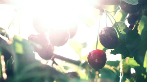 Cherry and sun rays Stock Footage 91214169