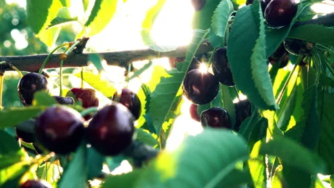 Cherry and sun rays Stock Footage 91256492