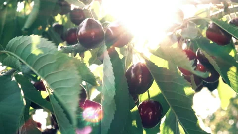 Cherry and sun rays Stock Footage 102051162