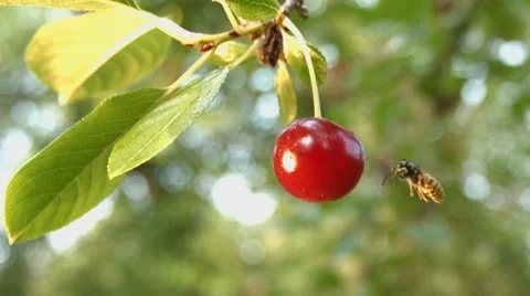 Cherry and a wasp. Slow motion. Close-up. Stockbeeldmateriaal 67834737