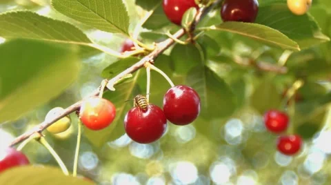 Cherry and a wasp. Slow motion. Close-up. Video stock 67834762