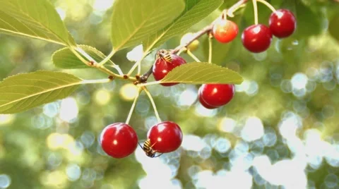 Cherry and the wasps. Slow motion. Close-up. Stock Footage 67834743