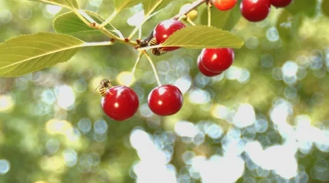 Cherry and the wasps. Slow motion. Close-up. Vidéo 67834757