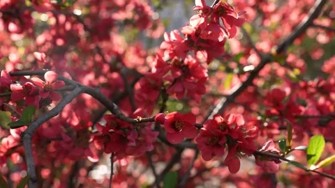 Cherry apple tree blossom sunny spring day in Switzerland Stock Footage 237277190