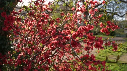 Cherry apple tree blossom sunny spring day in Switzerland Stock Footage 237277191