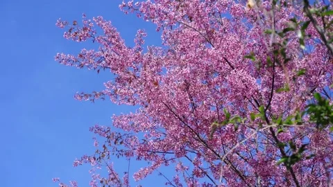 Cherry apricot branches bloom in the spring sunshine Stock Footage 140968658