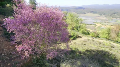 Cherry apricot tree bloom brilliantly in the spring morning Stock Footage 240067604