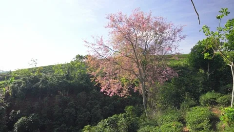 Cherry apricot trees bloom on coffee hills Stock Footage 140967415