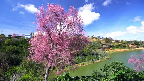 Cherry apricot trees bloom on coffee hills Stock Footage 140967495