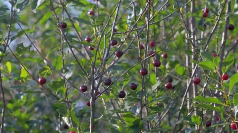 Cherry average plan 스톡 동영상 65112282