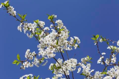 Cherry on a background of blue sky Stock-Fotos