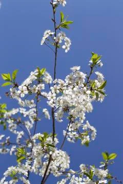 Cherry on a background of blue sky Stock Photos